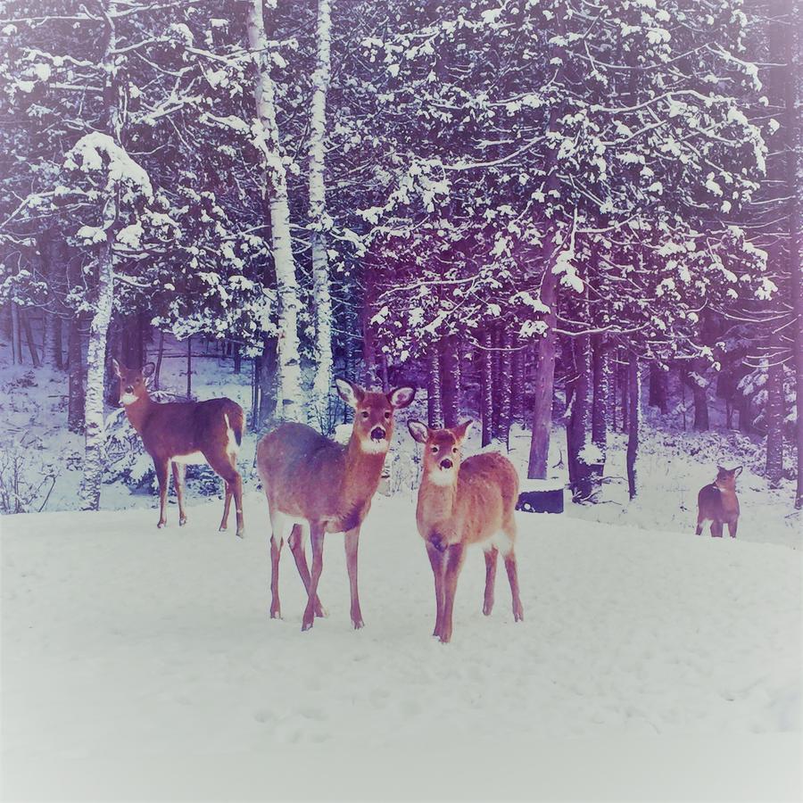 Chalet Riverain Crds Tremblant Lac-Superieur Esterno foto